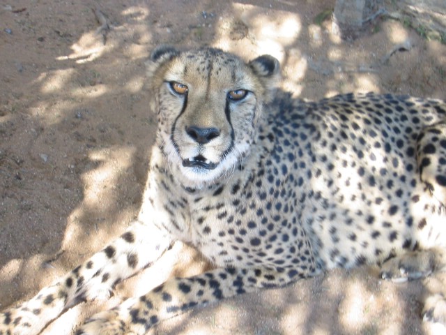 Lieve(?) cheetah