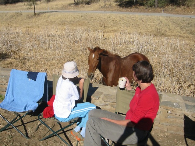 Paard in Daan Viljoen