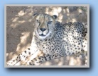 Lieve(?) cheetah