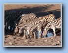 Drinkende zebra's
